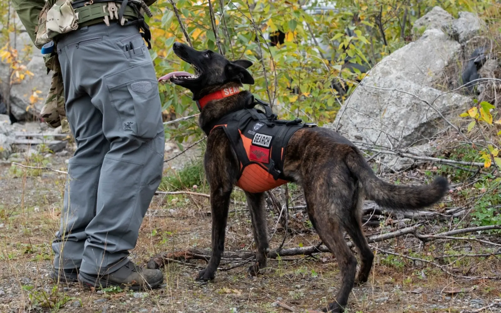 A trainer working with a dog outdoors